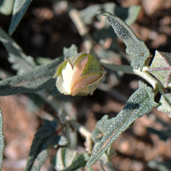 Malvella sagittifolia, Arrowleaf Mallow